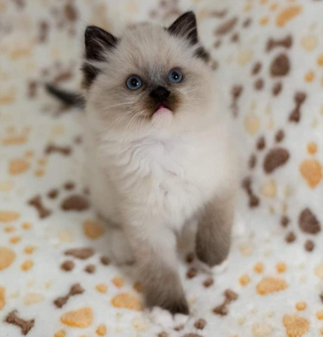 Persische Kätzchen