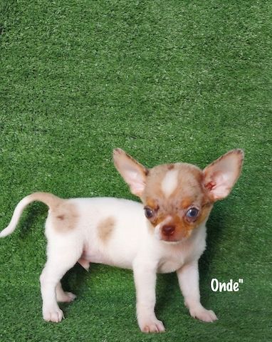 Ich präsentiere meine Chihuahua-Welpen