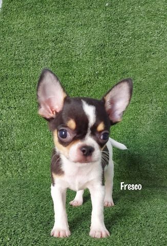 Ich präsentiere meine Chihuahua-Welpen