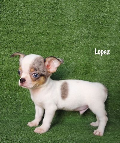 Ich präsentiere meine Chihuahua-Welpen