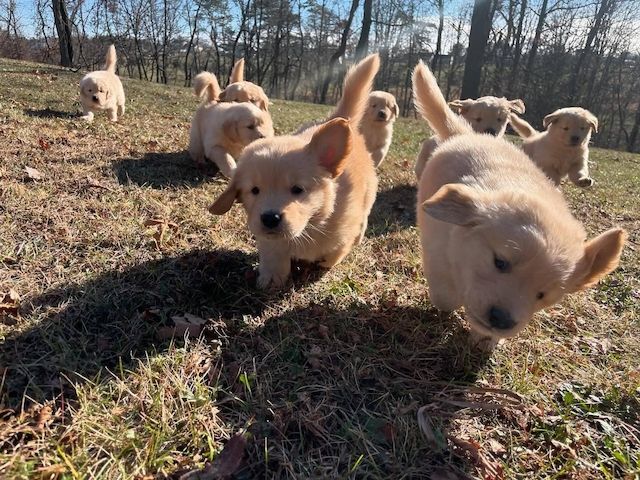 Golden Retriever Welpen zur Annahme