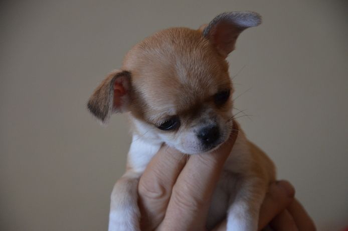 Chihuahua Welpen