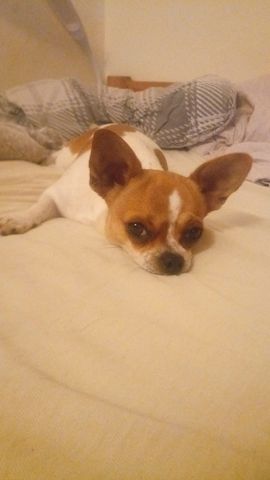 Chihuahua Welpen