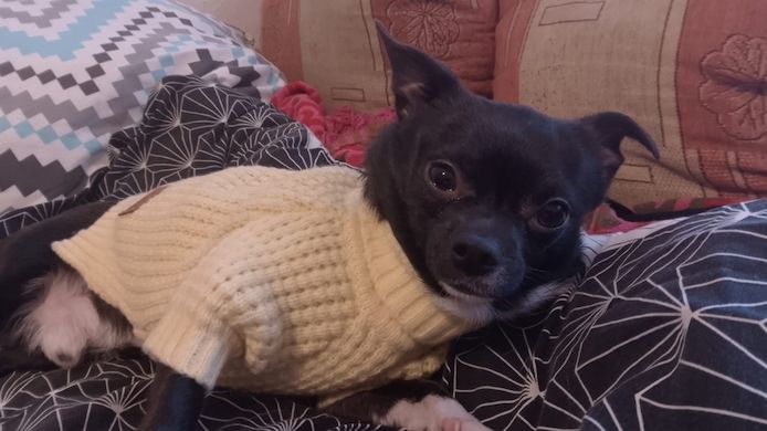 Chihuahua Welpen