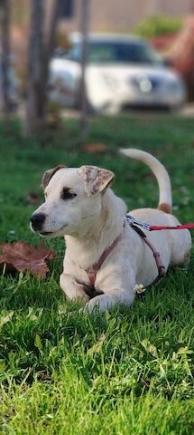 Gipsy, a.d.Tierschutz, sucht Terrier Liebhaber