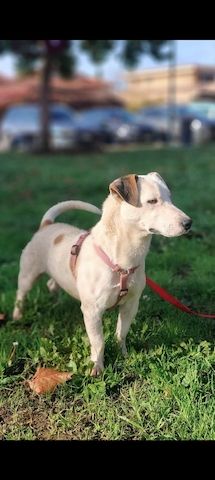 Gipsy, a.d.Tierschutz, sucht Terrier Liebhaber