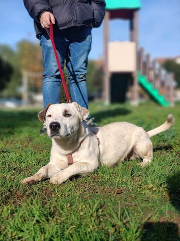 Gipsy, a.d.Tierschutz, sucht Terrier Liebhaber