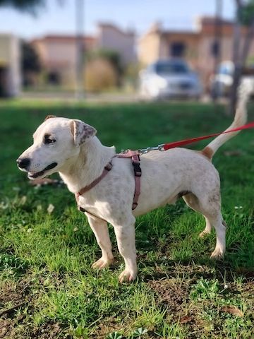 Gipsy, a.d.Tierschutz, sucht Terrier Liebhaber