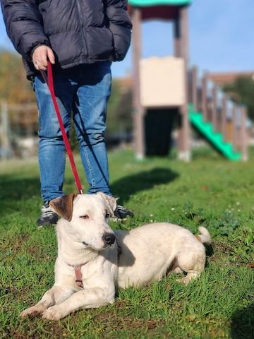 Gipsy, a.d.Tierschutz, sucht Terrier Liebhaber