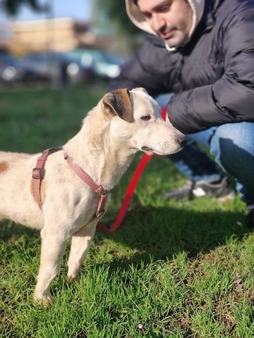 Gipsy, a.d.Tierschutz, sucht Terrier Liebhaber