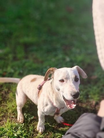 Gipsy, a.d.Tierschutz, sucht Terrier Liebhaber