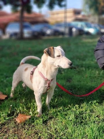 Gipsy, a.d.Tierschutz, sucht Terrier Liebhaber