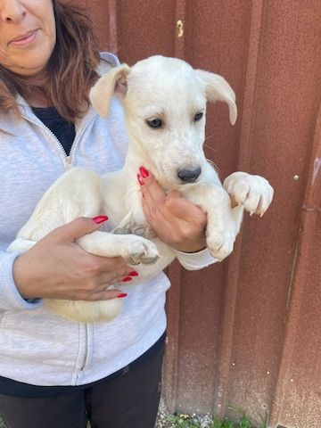 Ambra, a.d.Tierschutz, sucht Happy-Home