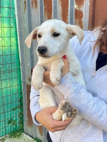 Ambra, a.d.Tierschutz, sucht Happy-Home