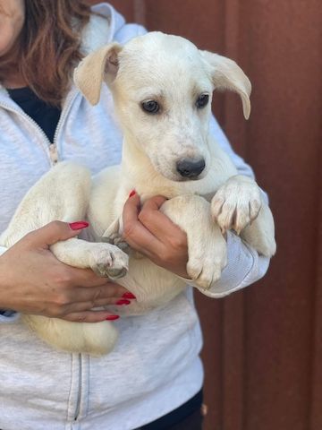 Ambra, a.d.Tierschutz, sucht Happy-Home