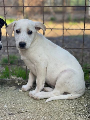 Ambra, a.d.Tierschutz, sucht Happy-Home