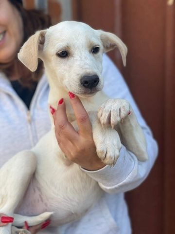 Ambra, a.d.Tierschutz, sucht Happy-Home