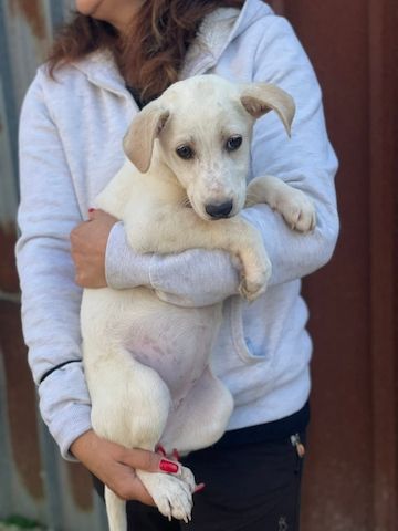 Ambra, a.d.Tierschutz, sucht Happy-Home