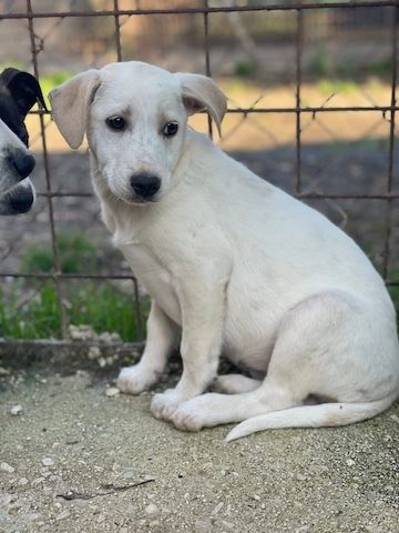 Ambra, a.d.Tierschutz, sucht Happy-Home