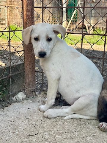 Ambra, a.d.Tierschutz, sucht Happy-Home