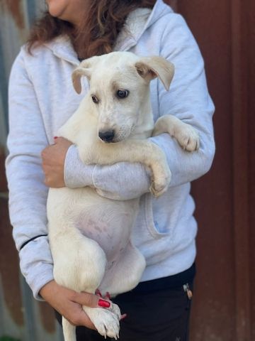 Ambra, a.d.Tierschutz, sucht Happy-Home