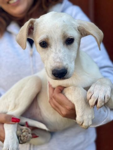 Ambra, a.d.Tierschutz, sucht Happy-Home