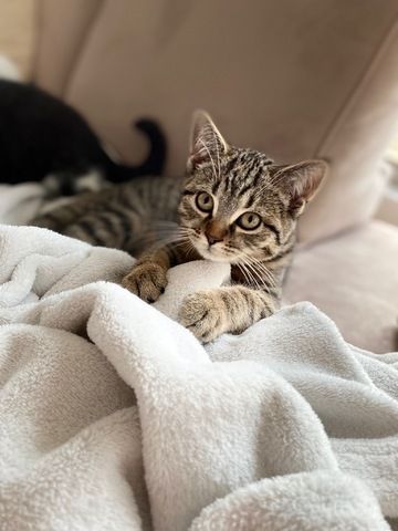 2 BKH-Mix Kater (Geschwister, ca 13 Wochen alt) nur gemeinsam