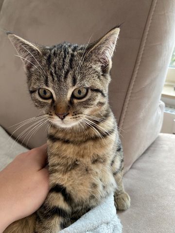 2 BKH-Mix Kater (Geschwister, ca 13 Wochen alt) nur gemeinsam