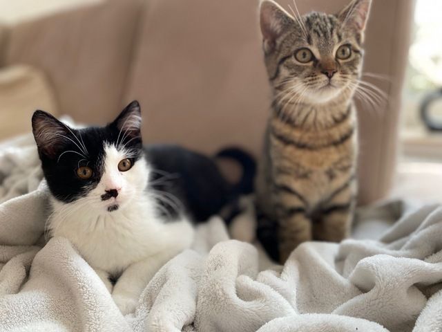 2 BKH-Mix Kater (Geschwister, ca 13 Wochen alt) nur gemeinsam