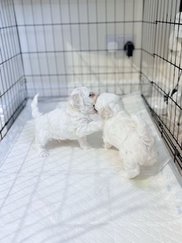 Malteserwelpen im Miniformat suchen ein neues Zuhause