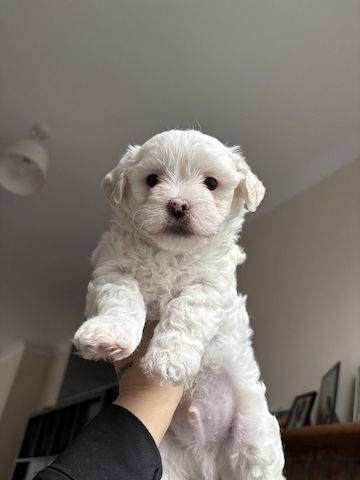 Malteserwelpen im Miniformat suchen ein neues Zuhause
