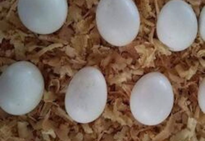 Плодородные яйца попугаев, птенцы попугаев и инкубаторы на продажу