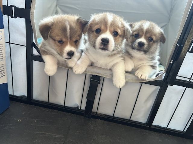 Reinrassige Pembroke Welsh Corgi Welpen zu verkaufen