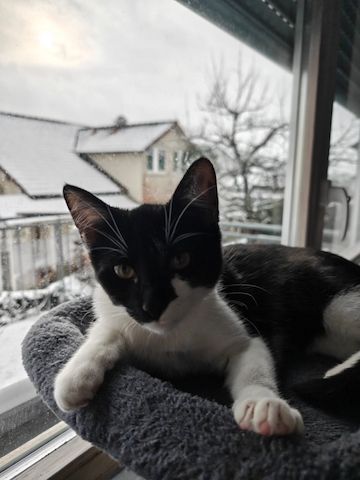 Zwei Mischlingskatzen weiblich zu verkaufen mit Zubehör