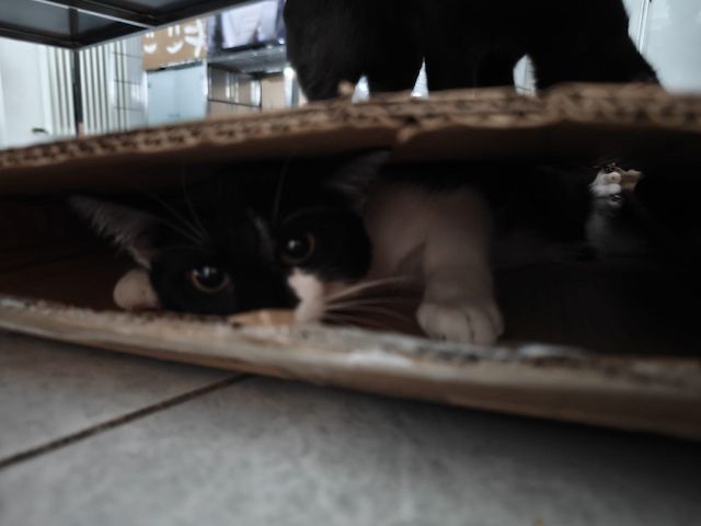 Zwei Mischlingskatzen weiblich zu verkaufen mit Zubehör