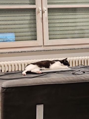 Zwei Mischlingskatzen weiblich zu verkaufen mit Zubehör