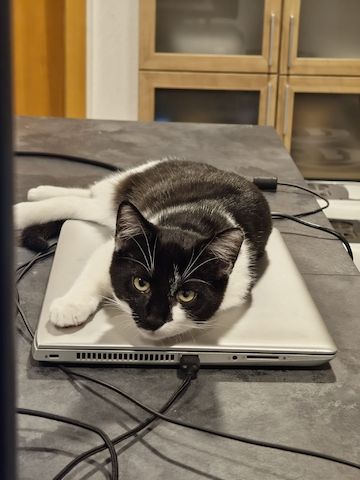 Zwei Mischlingskatzen weiblich zu verkaufen mit Zubehör