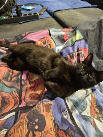 Zwei Mischlingskatzen weiblich zu verkaufen mit Zubehör