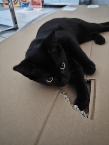 Zwei Mischlingskatzen weiblich zu verkaufen mit Zubehör