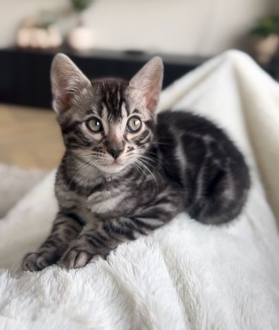 Bengal-Kätzchen zu vermitteln