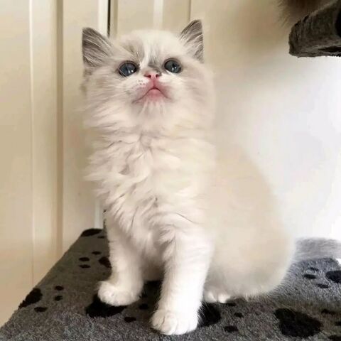 Ragdoll-Kätzchen verfügbar