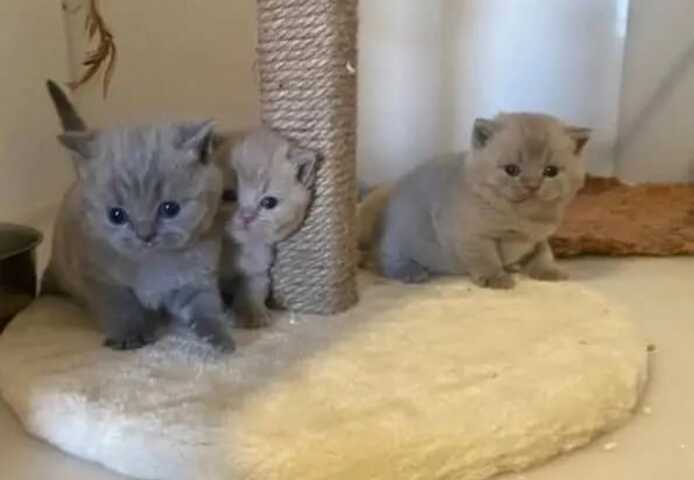 Britische Kurzhaar-Kätzchen zur Adoption