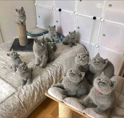 Britisch Kurzhaar-Wurf