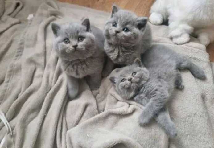 Britisch Kurzhaar-Wurf