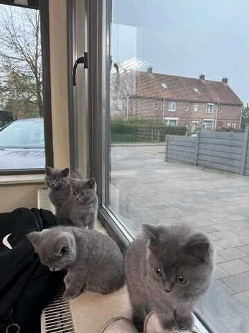 Britisch Kurzhaar-Wurf