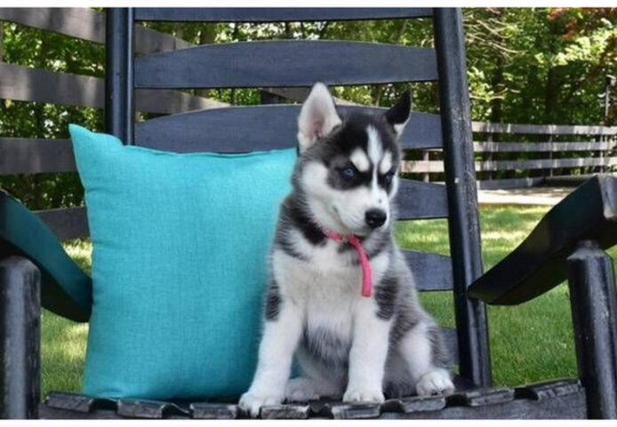 Siberian Husky Welpen