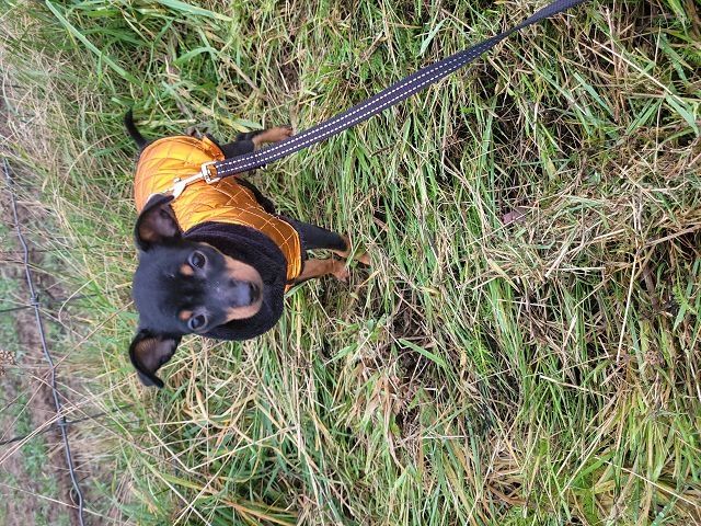 Prager Rattler Welpen  weiblich abgabebereit