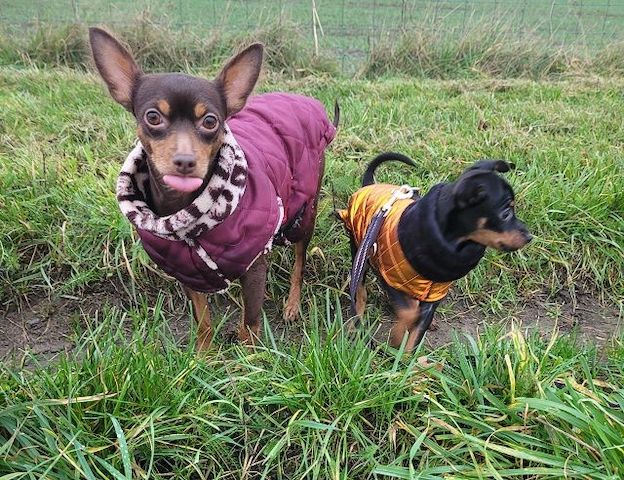 Prager Rattler Welpen  weiblich abgabebereit