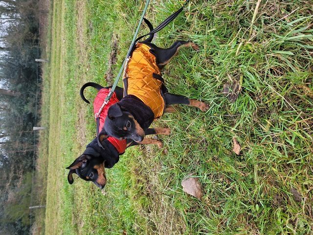 Prager Rattler Welpen  weiblich abgabebereit