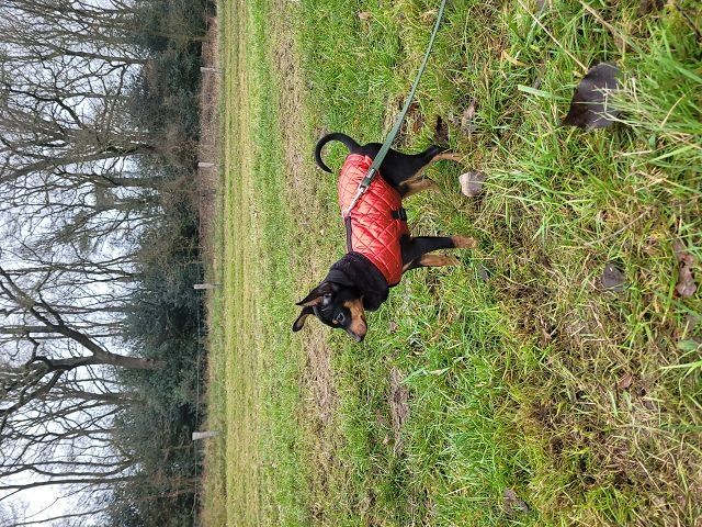 Prager Rattler Welpen  weiblich abgabebereit